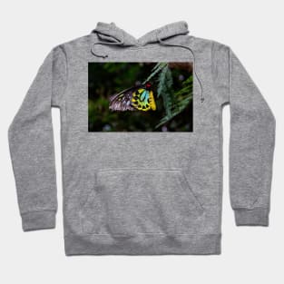 Cairns Birdwing Butterfly Hoodie